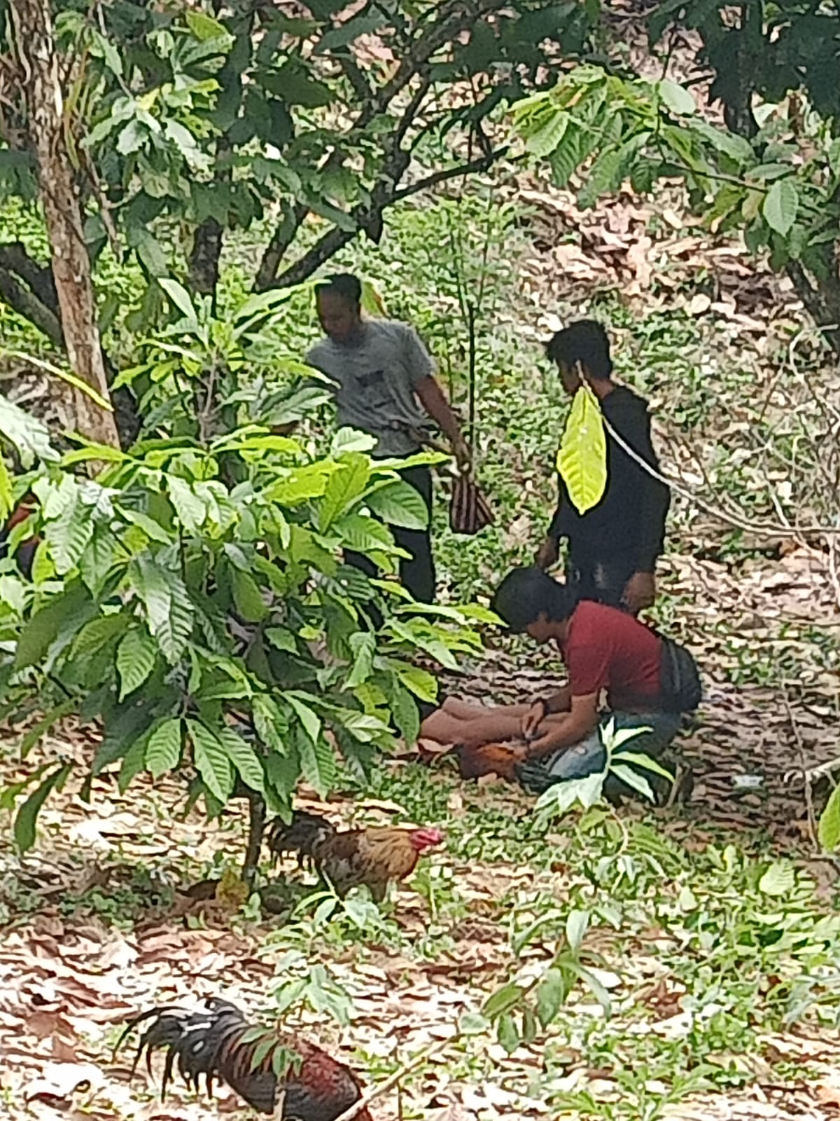 Polres Polman Tangkap Sepuluh Pelaku Judi Sabung Ayam di Anreapi 1 IMG 20231117 WA0010