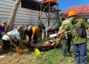 Jajaran RSUD Hj. Andi Depu Berbagi Daging Kurban 8 Jajaran RSUD Hj. Andi Depu Berbagi Daging Kurban