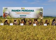 Panen Perdana Varietas Unggul, Satu Hektare Bisa Capai 10,2 ton