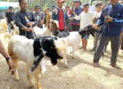 Ratusan Ekor Kambing Dari Berbagai Daerah Bersolek di Kontes Kambing Polman