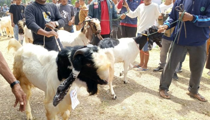 Ratusan Ekor Kambing Dari Berbagai Daerah Bersolek di Kontes Kambing Polman