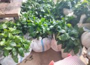 Dianggarkan Ratusan Juta, Hasil Perkebunan Kopi di 46 Desa di Polman Belum Kelihatan 14 Dianggarkan Ratusan Juta, Hasil Perkebunan Kopi di 46 Desa di Polman Belum Kelihatan