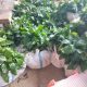 IMG 20241106 WA0002
