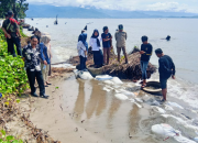 DPRD Polman Pantau Abrasi Pantai Mampie 12 DPRD Polman Pantau Abrasi Pantai Mampie