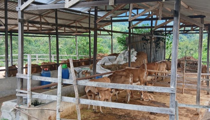 Biaya Operasional Lebih Tinggi, Ternak Sapi Breding Center Berpotensi Disalahgunakan