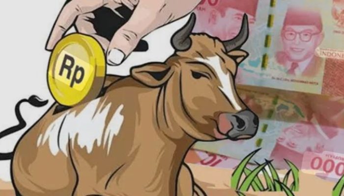 Jumlah Sapi Menyusut Drastis, Pengelolaan UPTD Breeding Center Kanusuang Dipertanyakan