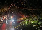 BREAKING NEWS: Pohon Tumbang Akses Jalan Poros Polman–Majene Terhalang Pohon