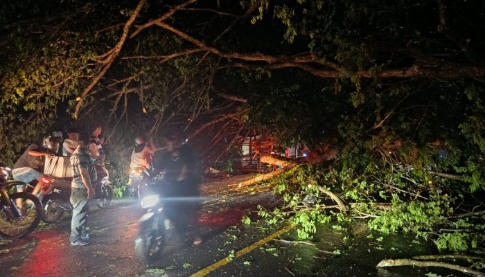 BREAKING NEWS: Pohon Tumbang Akses Jalan Poros Polman–Majene Terhalang Pohon