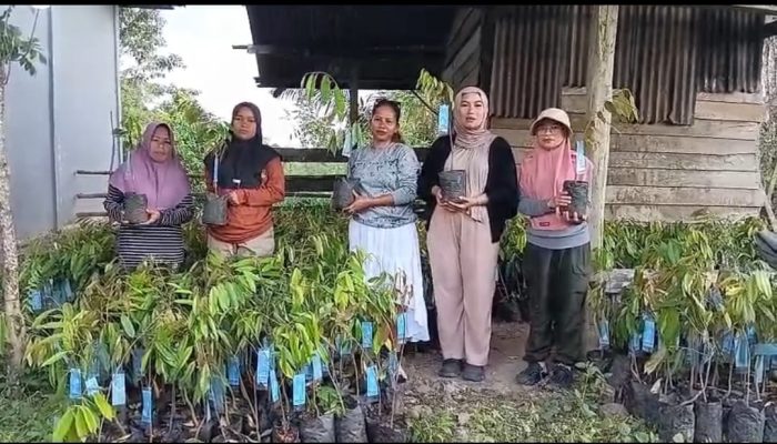 Pembagian Bibit Durian Musangking Pemprov Sulbar Dinilai Kurang Tepat Sasaran