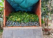 Puluhan Miliar Digelontorkan, Bibit Kakao Bantuan Dinas Perkebunan Sulbar Ditumpuk Bak Batu Bata 8 Puluhan Miliar Digelontorkan, Bibit Kakao Bantuan Dinas Perkebunan Sulbar Ditumpuk Bak Batu Bata