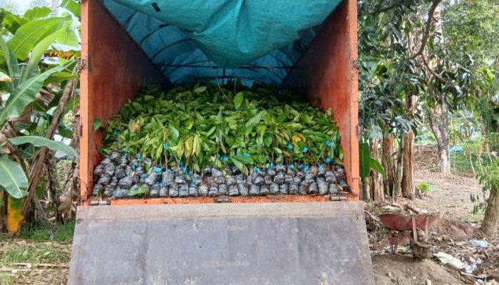Diduga Tak Diverifikasi, Petani di Polman Terima Bibit Kakao Tak Disambung Pucuk