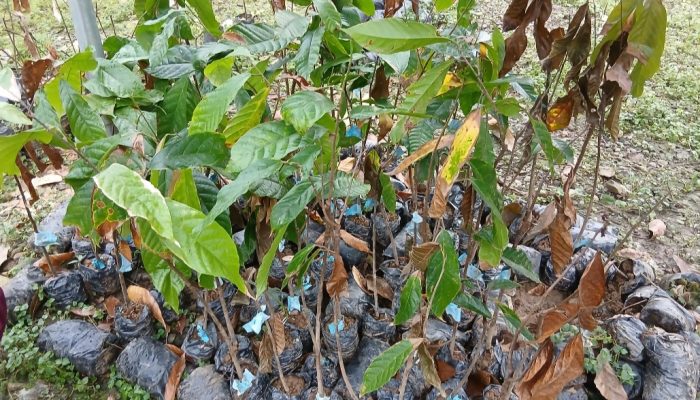 Janji Tinggal Janji, Bibit Kakao Rusak di Polman Tak Kunjung Diganti