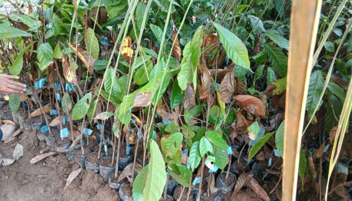 Bibit Kakao Yang Mati Diterima Petani Belum Digantikan Meski Sudah Dilaporkan