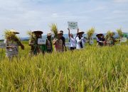 Program Lumbung Pangan Baznas RI di Polman Berbuah Manis