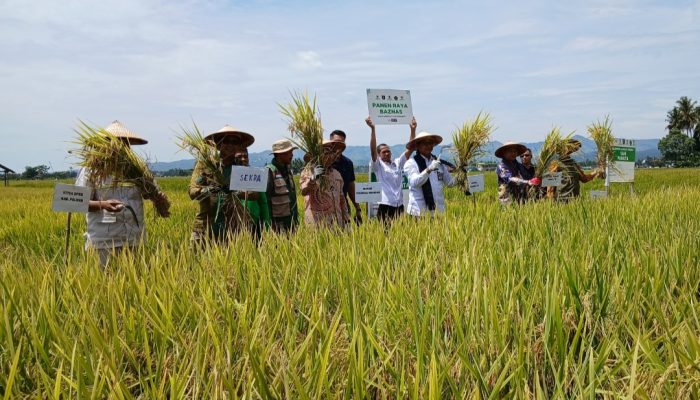 Program Lumbung Pangan Baznas RI di Polman Berbuah Manis