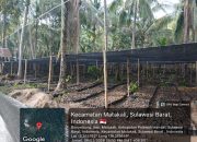 Pembibitan Kakao Untuk Program Kementan di Matakali Polman Disorot