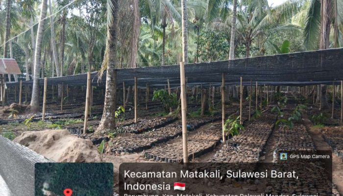 Pembibitan Kakao Untuk Program Kementan di Matakali Polman Disorot