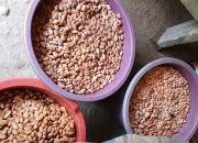 Sejumlah Penangkaran Bibit milik CV Arafah Abadi Diduga Gunakan Benih Tidak Bersertifikat