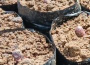 Dua Jenis Benih Ditemukan di Pembibitan Kakao di Pelitakan, Dugaan Benih Tak Bersertifikat Mencuat