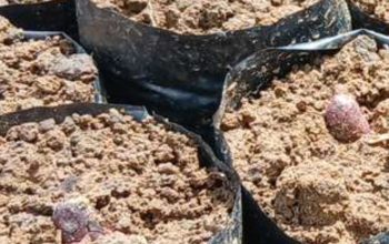 Dua Jenis Benih Ditemukan di Pembibitan Kakao di Pelitakan, Dugaan Benih Tak Bersertifikat Mencuat