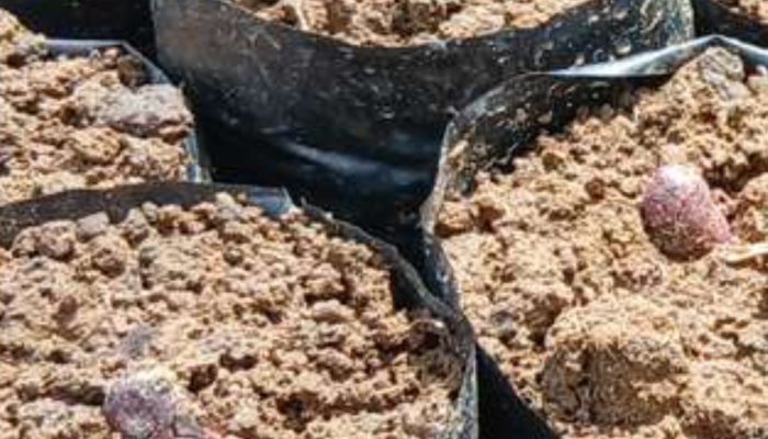 Dua Jenis Benih Ditemukan di Pembibitan Kakao di Pelitakan, Dugaan Benih Tak Bersertifikat Mencuat