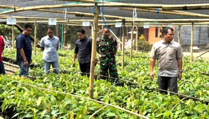 CV Mario Mandiri Perkasa Sukses Kembangkan Bibit Kakao Bersertifikat Dan Ciptakan Lapangan Kerja