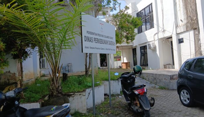 Dugaan Korupsi Pengadaan Bibit Kakao Rp. 28,1 Miliar Disbun Sulbar, PPK Pilih Bungkam