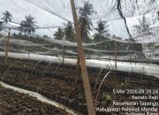 Penangkaran Benih Kakao di Pelitakan Dipertanyakan