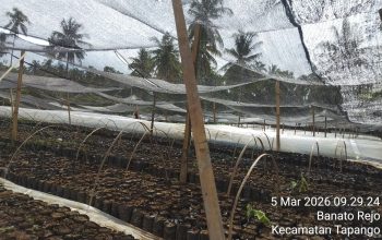 Penangkaran Benih Kakao di Pelitakan Dipertanyakan