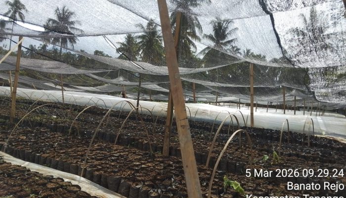 Penangkaran Benih Kakao di Pelitakan Dipertanyakan
