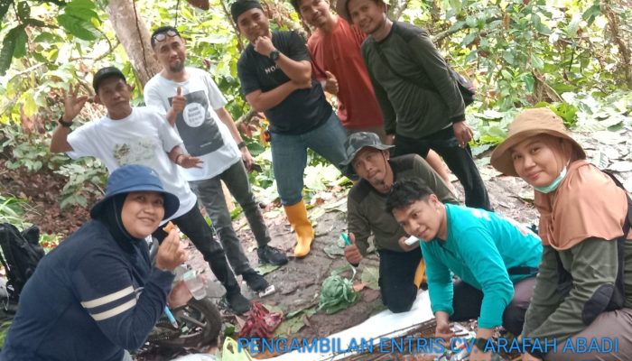 Program Pembibitan Kakao Bersertifikat CV Arafah Abadi Masuki Tahapan Penyambungan Entres