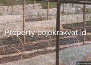 Aktivis Sorot Pembibitan Kakao CV Arafa Abadi di Polman, Ditemukan Banyak Gagal Tumbuh 9 Screenshot 20260309 152055 Gallery