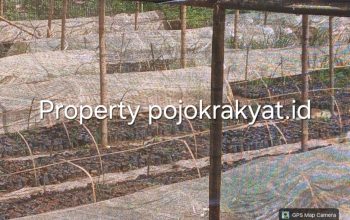 Aktivis Sorot Pembibitan Kakao CV Arafa Abadi di Polman, Ditemukan Banyak Gagal Tumbuh 3 Screenshot 20260309 152055 Gallery