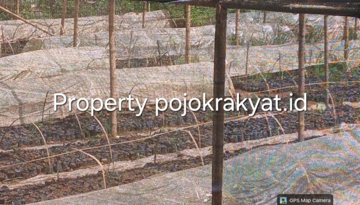 Aktivis Sorot Pembibitan Kakao CV Arafa Abadi di Polman, Ditemukan Banyak Gagal Tumbuh