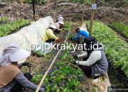 Dugaan Penggunaan Benih Ilegal, Aktivis Sorot Pembibitan CV Arafah Abadi