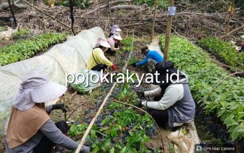 Dugaan Penggunaan Benih Ilegal, Aktivis Sorot Pembibitan CV Arafah Abadi