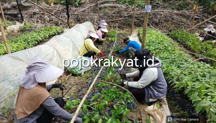 Dugaan Penggunaan Benih Ilegal, Aktivis Sorot Pembibitan CV Arafah Abadi