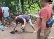 Meski Dilarang, Dugaan Sabung Ayam di Polewali Mandar Masih Berlangsung