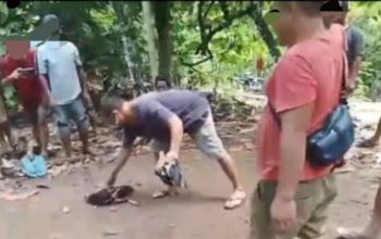 Meski Dilarang, Dugaan Sabung Ayam di Polewali Mandar Masih Berlangsung