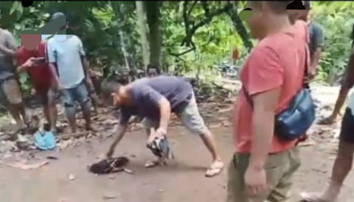 Meski Dilarang, Dugaan Sabung Ayam di Polewali Mandar Masih Berlangsung