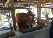 Dinas TPHP Sulbar Pantau Calon Sapi Presiden di Pendukuan Sumberjo