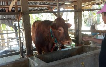 Dinas TPHP Sulbar Pantau Calon Sapi Presiden di Pendukuan Sumberjo