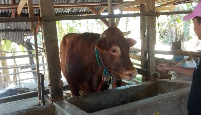 Dinas TPHP Sulbar Pantau Calon Sapi Presiden di Pendukuan Sumberjo