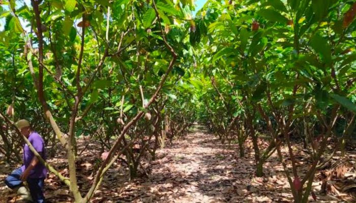 Petani Milenial Sulbar Dorong Prioritas Benih Lokal dan Penguatan KSB Di Sulbar