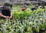 Menjaring Rezeki dari Sambung Pucuk Kakao di Penangkaran CV Arafah Abadi