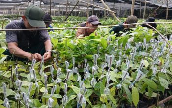 Menjaring Rezeki dari Sambung Pucuk Kakao di Penangkaran CV Arafah Abadi
