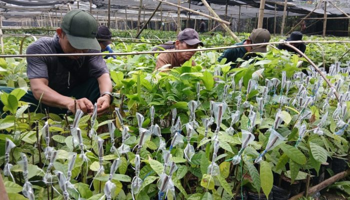 Menjaring Rezeki dari Sambung Pucuk Kakao di Penangkaran CV Arafah Abadi