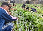 Proses Sambung Pucuk Bibit Kakao CV Arafah Abadi Di Polman Mulai Berjalan