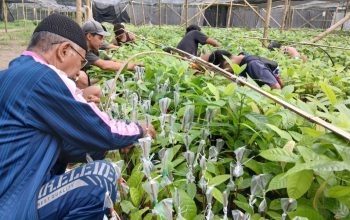 Proses Sambung Pucuk Bibit Kakao CV Arafah Abadi Di Polman Mulai Berjalan