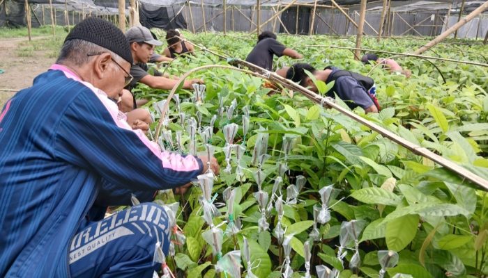 Proses Sambung Pucuk Bibit Kakao CV Arafah Abadi Di Polman Mulai Berjalan